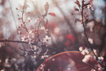 Beautiful sand cherry blossoms on a branch on a sunny spring day.