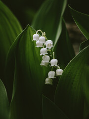 Obraz premium Close up of white lily of the valley flowers among it's green leaves.