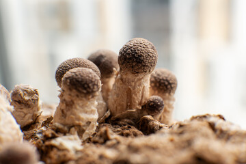 cultivation of shiitake mushrooms. Growing mushrooms at home