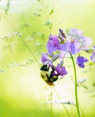 Close up of a bee collecting pollen from a purple flower on sunny day.