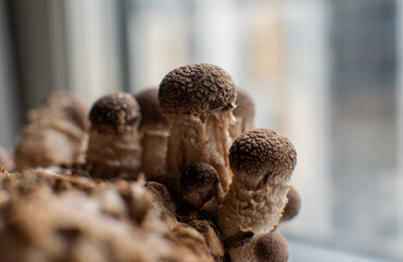 Shiitake Mushroom growing (Lentinula edodes)