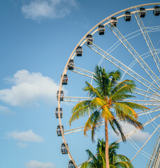 Obraz premium ferris wheel palm tropical vacation miami florida usa blue sky clouds