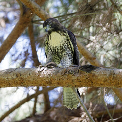 Red-tailed hawk with its kill, pocket gopher. Santa Clara County, California, USA.
