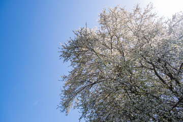 Branch of a blossoming tree with beautiful white flowers