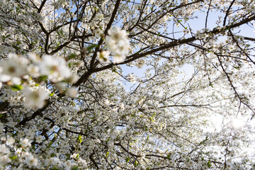 Branch of a blossoming tree with beautiful white flowers