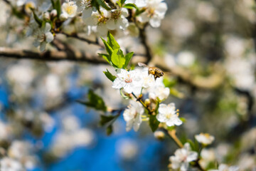 Close-up photo of a Honey Bee gathering nectar and spreading pollen on white flowers of white cherry tree