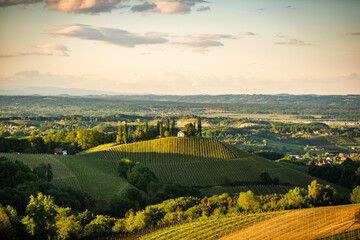 Austria Vineyards Sulztal Leibnitz area south Styria