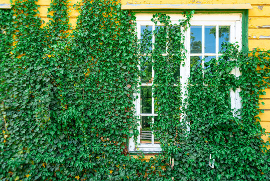 The wooden wall and window of the old building is covered with green ivy
