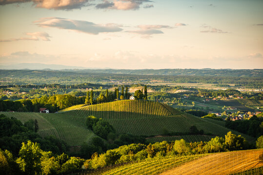 Austria Vineyards Sulztal Leibnitz area south Styria