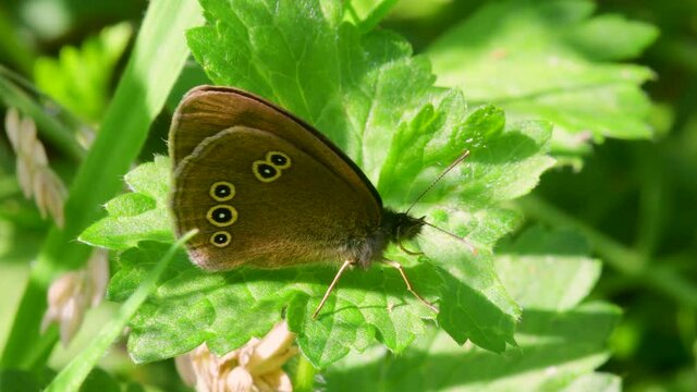 Butterfly - Ringlet, Aphantopus hyperantus