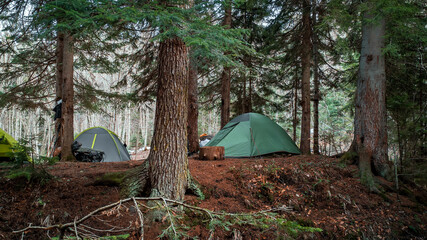 Gray and green tents set up in the forest under the pine trees. Trekking tent during the hike. Side view of the camp.