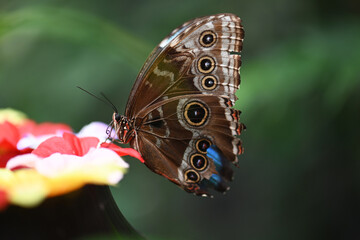butterfly on leaf
