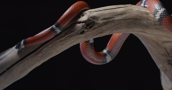 Dangerous wildlife, coral snake crawling on a tree branch, sticking tongue out