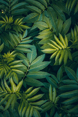Naklejka na ściany i meble green plant leaves in springtime, green background