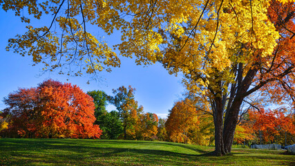 Beautiful view of autumn leaf colour in autumn