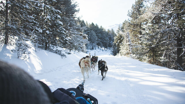 Rear view of sled dogs pulling sleigh on snowy landscape
