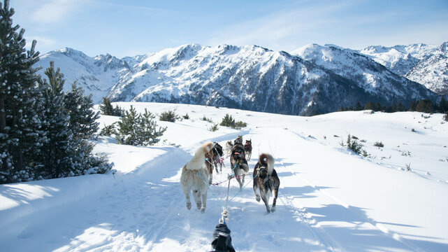 Rear view of sled dogs pulling sleigh on snowy landscape