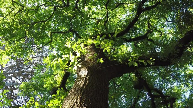 Top view of scenic trees in a forest. Crowns of trees with bright afte