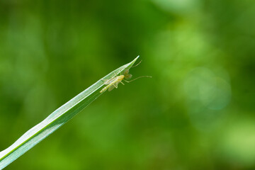 Mosquito close up  on leaf