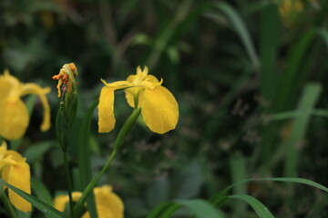 Obraz premium 花の写真