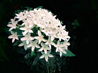 白く輝く花
