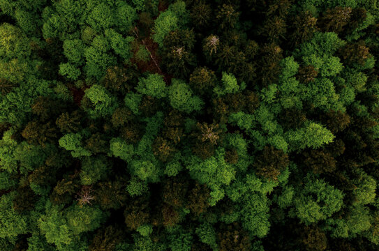 Aerial view green forest foliage summer warm sunlight. Natural green b