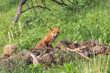 Red Fox looking at camera