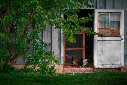 small flock of pullet chickens in a door way of a metal shed