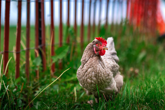 pasture raised sapphire olive egger chicken grazing in green grass