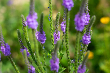 purple lavender flower with a blurred background of green leaves