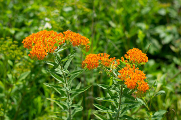 Asclepias tuberosa is commonly known as butterfly weed because butterflies attracted to the plant...