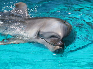 Obraz premium イルカ