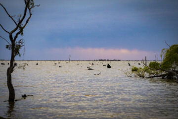 Sunset water scene with pelicans and dead tree stumps. Kow Swamp, Victoria Australia