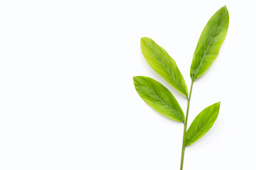 Galanga leaves on white background.