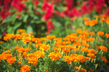 マリーゴールドとサルビアの花
