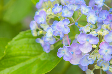ハイキー調に写した水色の紫陽花	