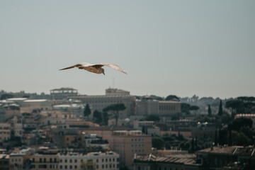 Pássaro em Roma na Italia por Lorran Souza