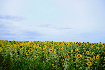 どこまでも続くひまわり畑