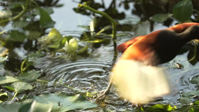 This slow motion video shows a beautiful wild wattled jacana bird standing in pond water and then taking off in flight.