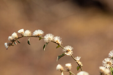 flor do deserto