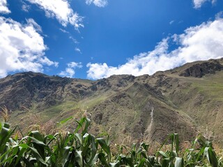 [Peru] Beautiful mountain scenery seen through corn fields (Ollantaytambo)