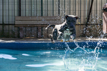Pit bull dog swimming in the pool in the park. Sunny day in Rio de Janeiro.