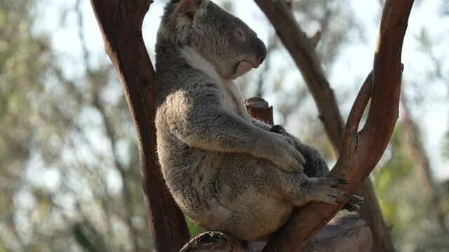 This video shows a sleepy koala bear relaxing, fast asleep high up in outback treetops.