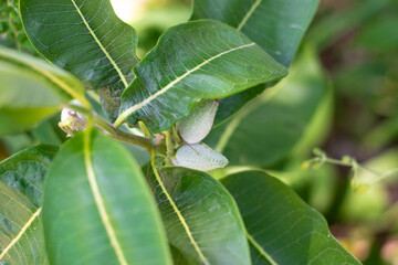 Plant growth with a velvet like covering with green leaves around it