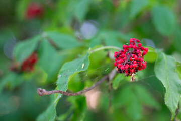 Wild red berry plant with a spider web between it and its branch and a blurred background of green leaves