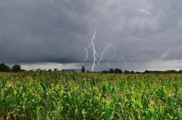 Dangeous thunder and rain storm over corn field