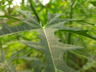 close up of a leaf