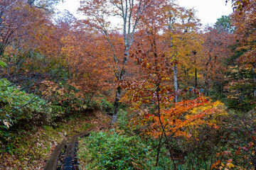 Naklejka premium 尾瀬ヶ原湿原の紅葉の風景 燧ヶ岳 至仏山 Scenery of autumn leaves in Ozegahara marshland Mt.Hiuchigadake Mt.Shibutsusan