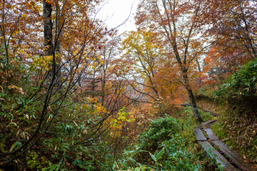 尾瀬ヶ原湿原の紅葉の風景 燧ヶ岳 至仏山 Scenery of autumn leaves in Ozegahara marshland Mt.Hiuchigadake Mt.Shibutsusan