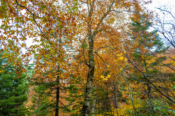 尾瀬ヶ原湿原の紅葉の風景 燧ヶ岳 至仏山 Scenery of autumn leaves in Ozegahara marshland Mt.Hiuchigadake Mt.Shibutsusan